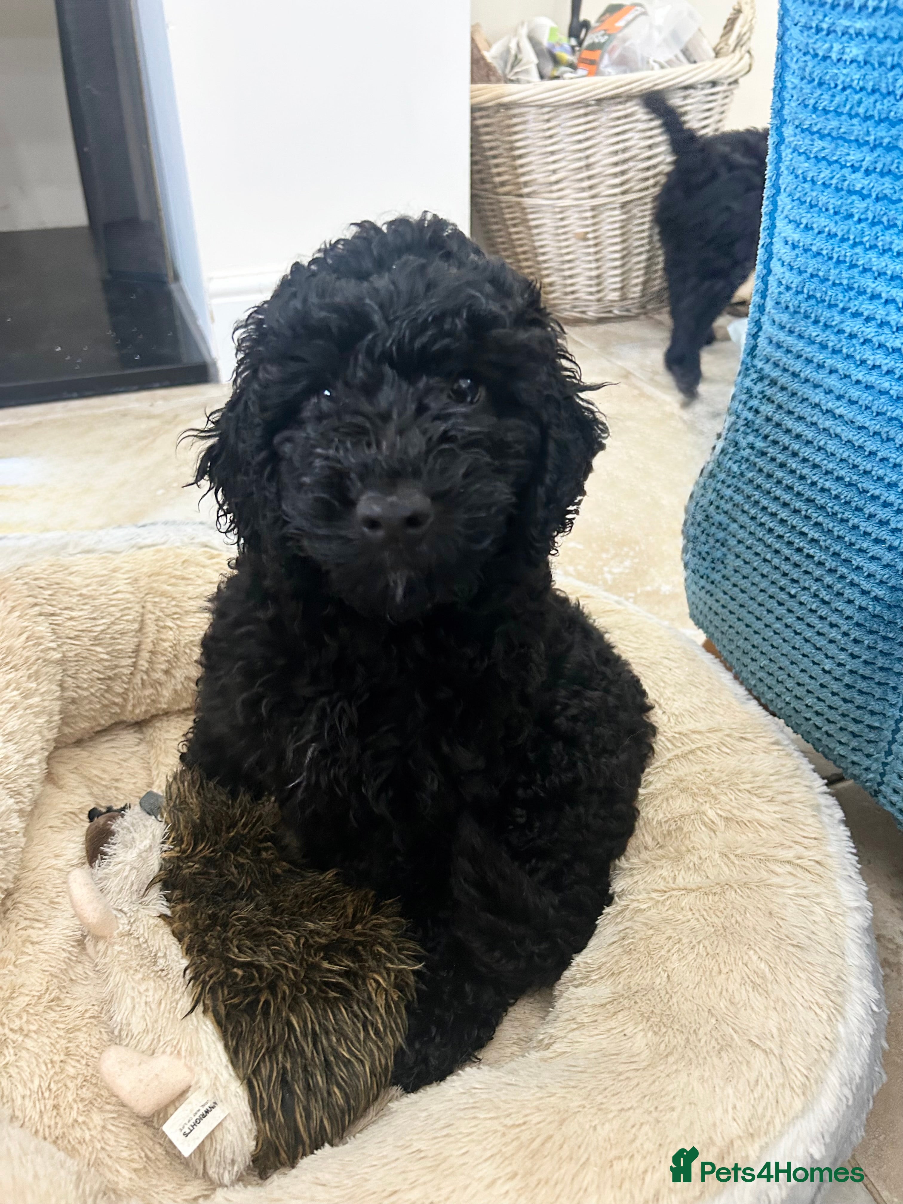 Cockapoo dogs 🐾 LAST F2 COCKAPOO PUPPY – READY NOW 🐾 - Advert 2