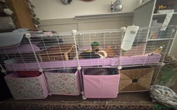 Guinea Pig rodents for sale: (Reserved)2 bonded girls  - Image 5