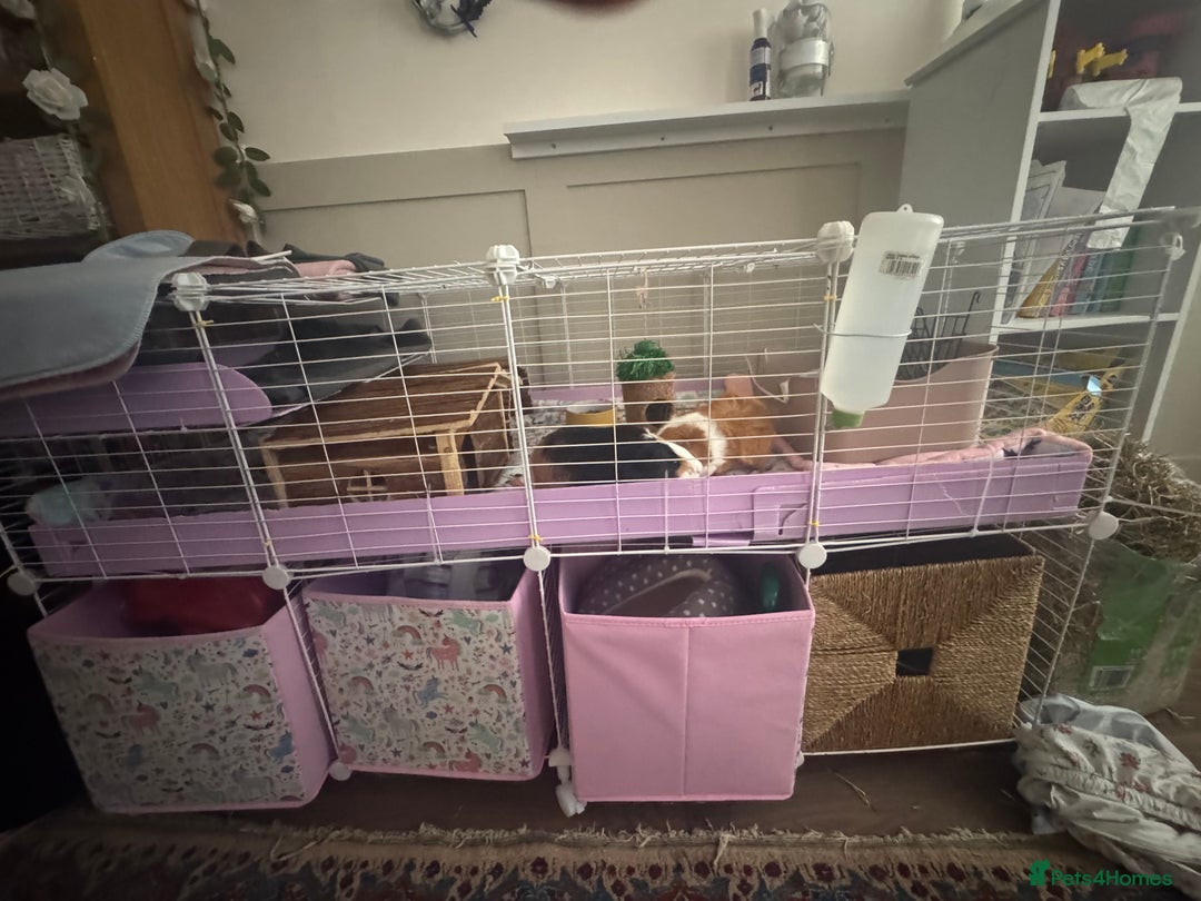 Guinea Pig rodents for sale: (Reserved)2 bonded girls  - Image 5
