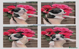 Boston Terrier dogs for sale: 6 Beautiful Boston Terrier Puppies - Image 1