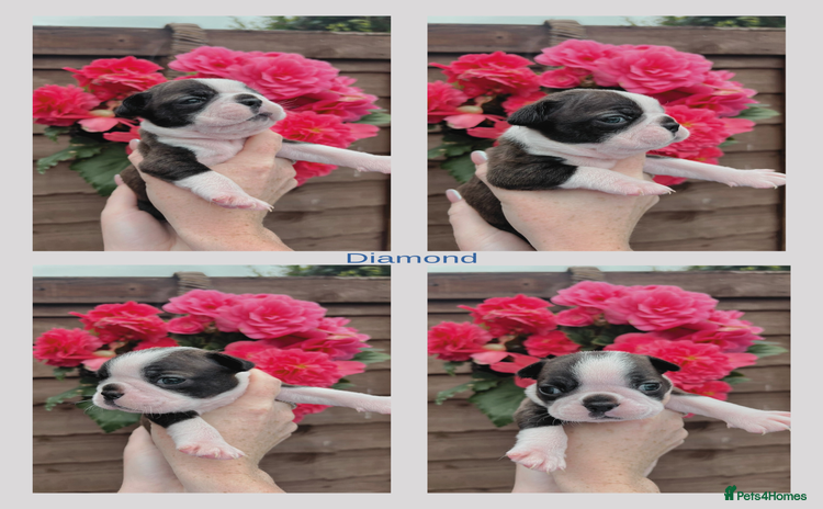 Boston Terrier dogs - Advert 3