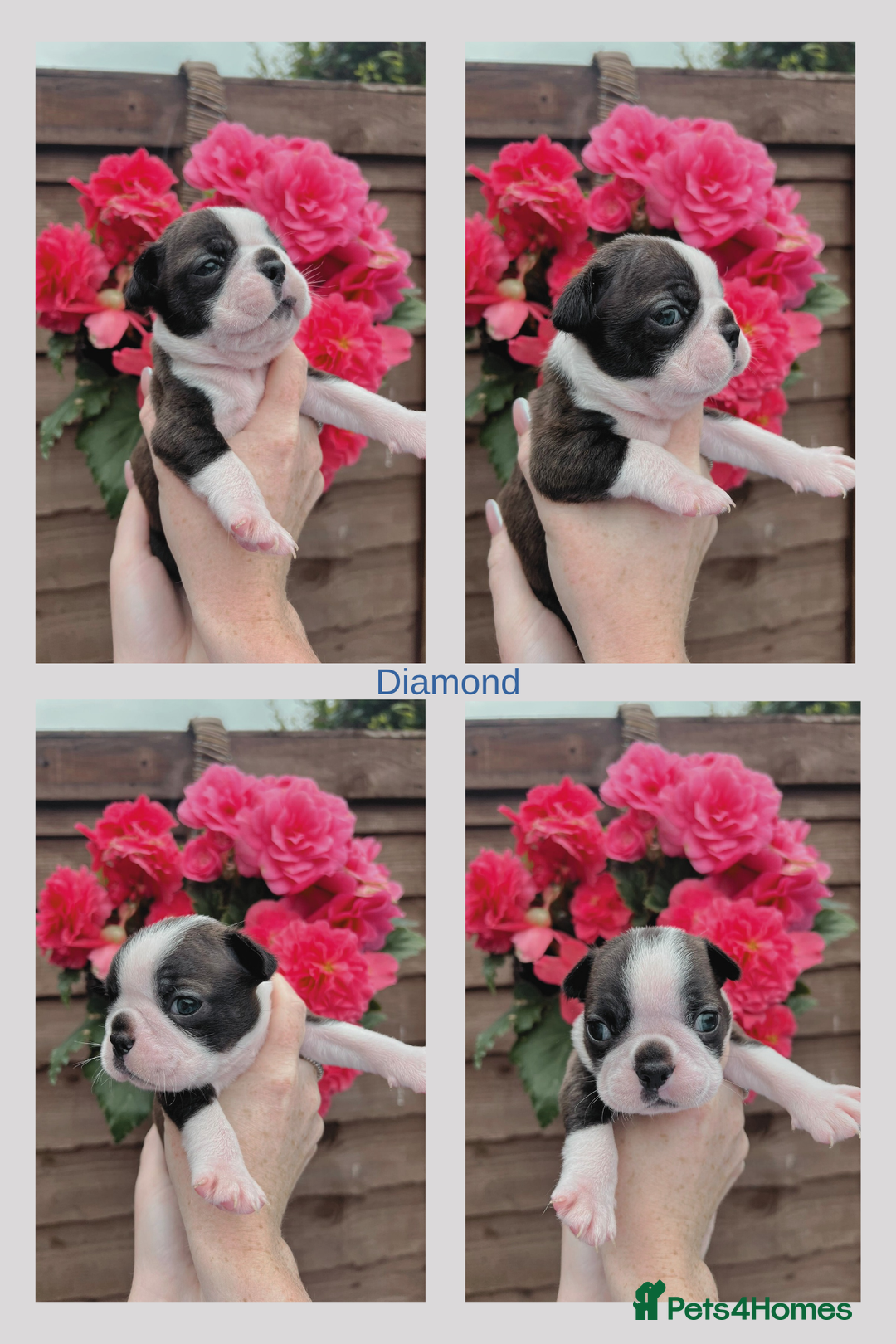 Boston Terrier dogs for sale: 6 Beautiful Boston Terrier Puppies - Image 1
