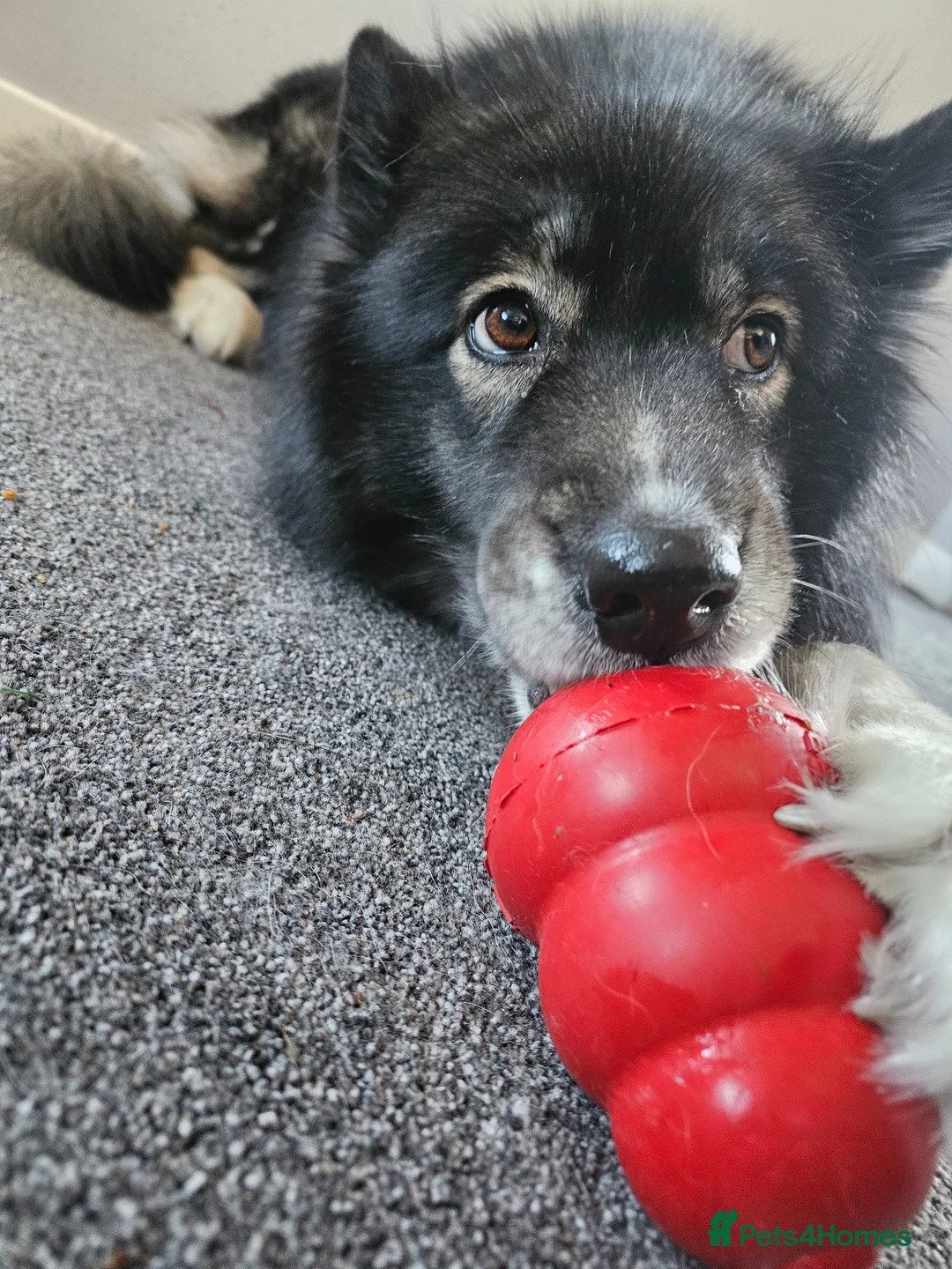 Siberian Husky dogs for sale: 8.5 year old Husky needs a new loving home - Advert 11