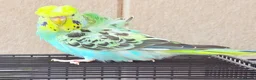 Budgerigars birds for sale: Beautiful young budgies available  - Advert 3