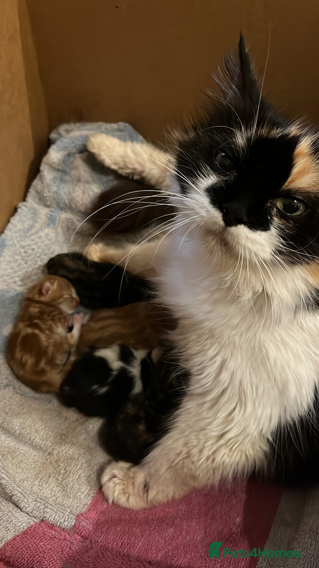 Mixed Breed cats for sale: 3 friendly fluffy female kittens for sale - Image 5