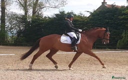 Danish Warmblood horses for sale: Ivan Beautiful Gelding sired by Cupido x Ultima - Image 7
