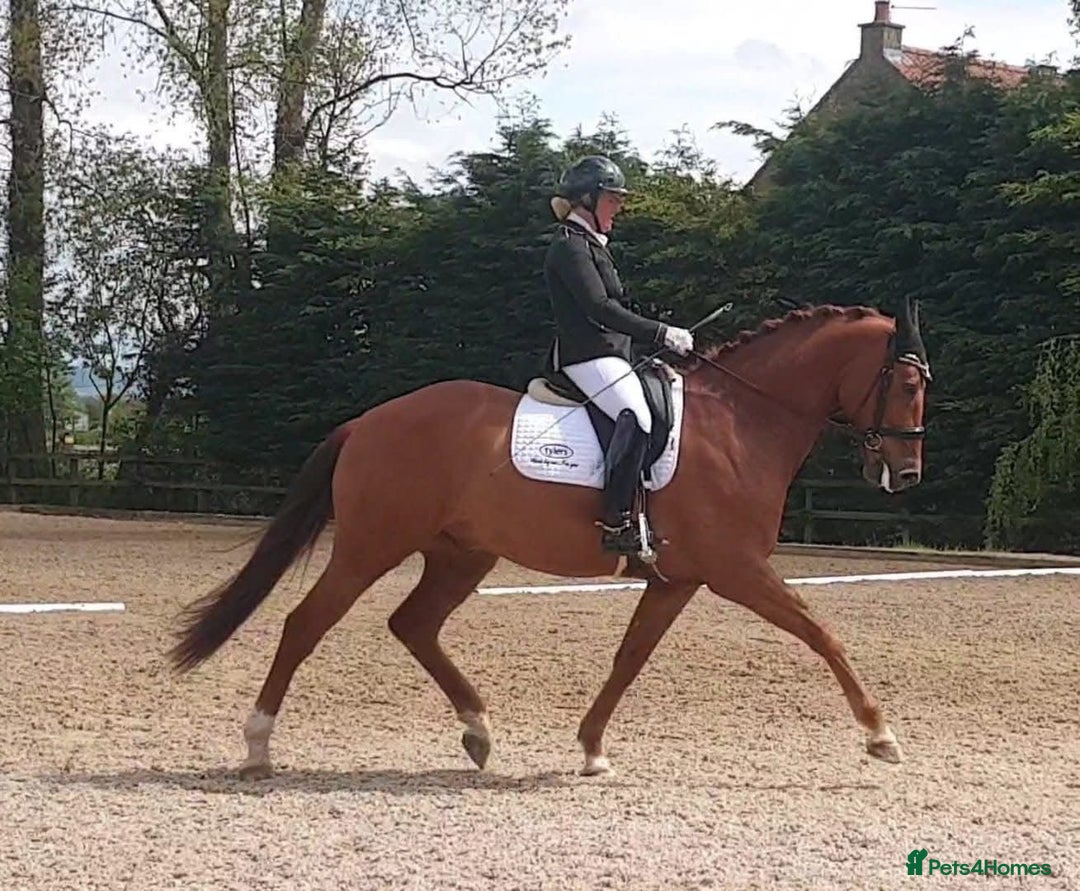 Danish Warmblood horses for sale: Ivan Beautiful Gelding sired by Cupido x Ultima - Image 7