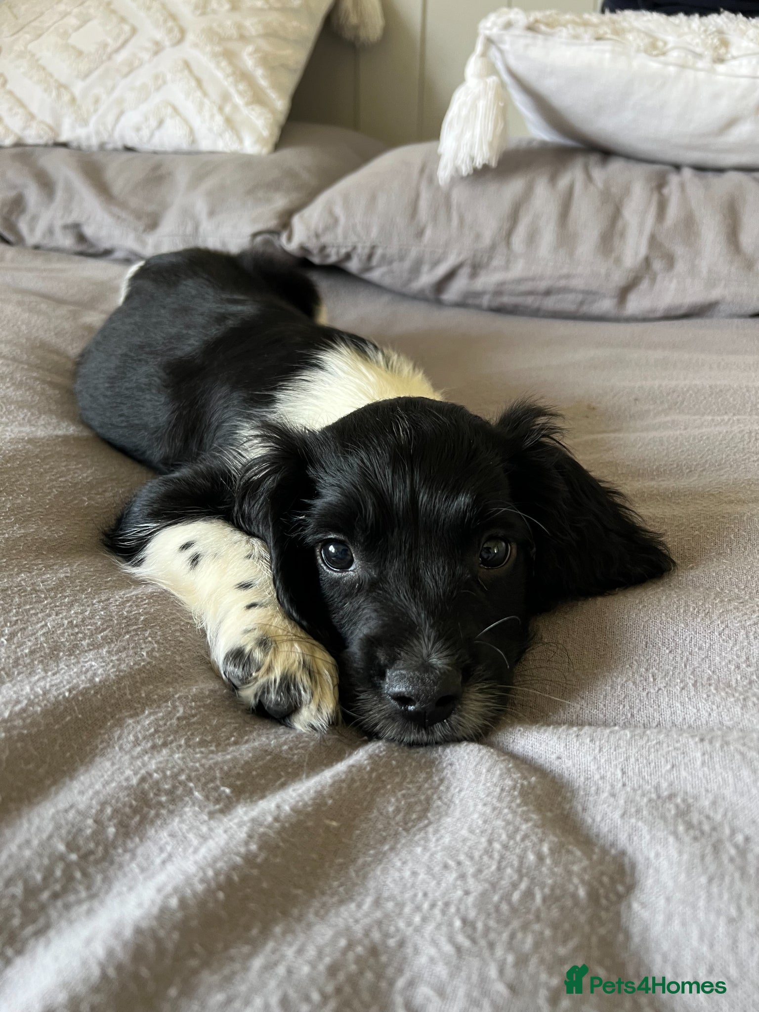 English Springer Spaniel dogs 10 week old Springer Spaniel Male - Advert 14