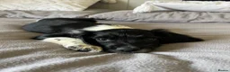 English Springer Spaniel dogs for sale: 10 week old Springer Spaniel Male in Nottingham - Advert 1