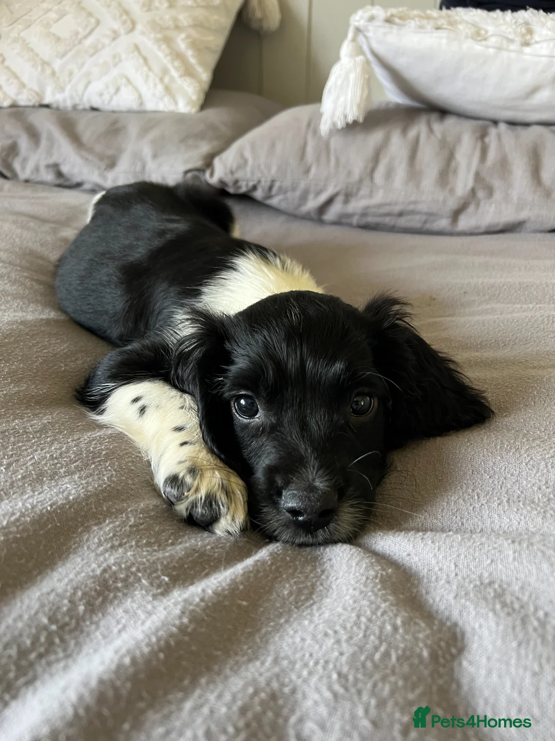 English Springer Spaniel dogs for sale: 10 week old Springer Spaniel Male in Nottingham - Advert 1