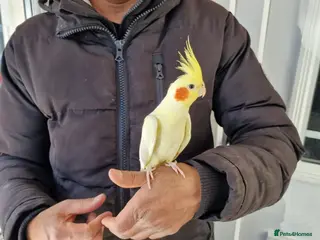 Cockatiels birds Super hand tamed cockatiel for sale - Advert 7