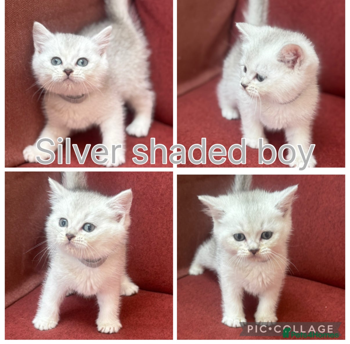 Silver shaded boy (grey collar)