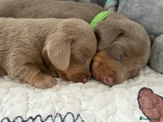 Miniature Dachshund dogs Smooth Haired Mini Dachshund Pups - Advert 2