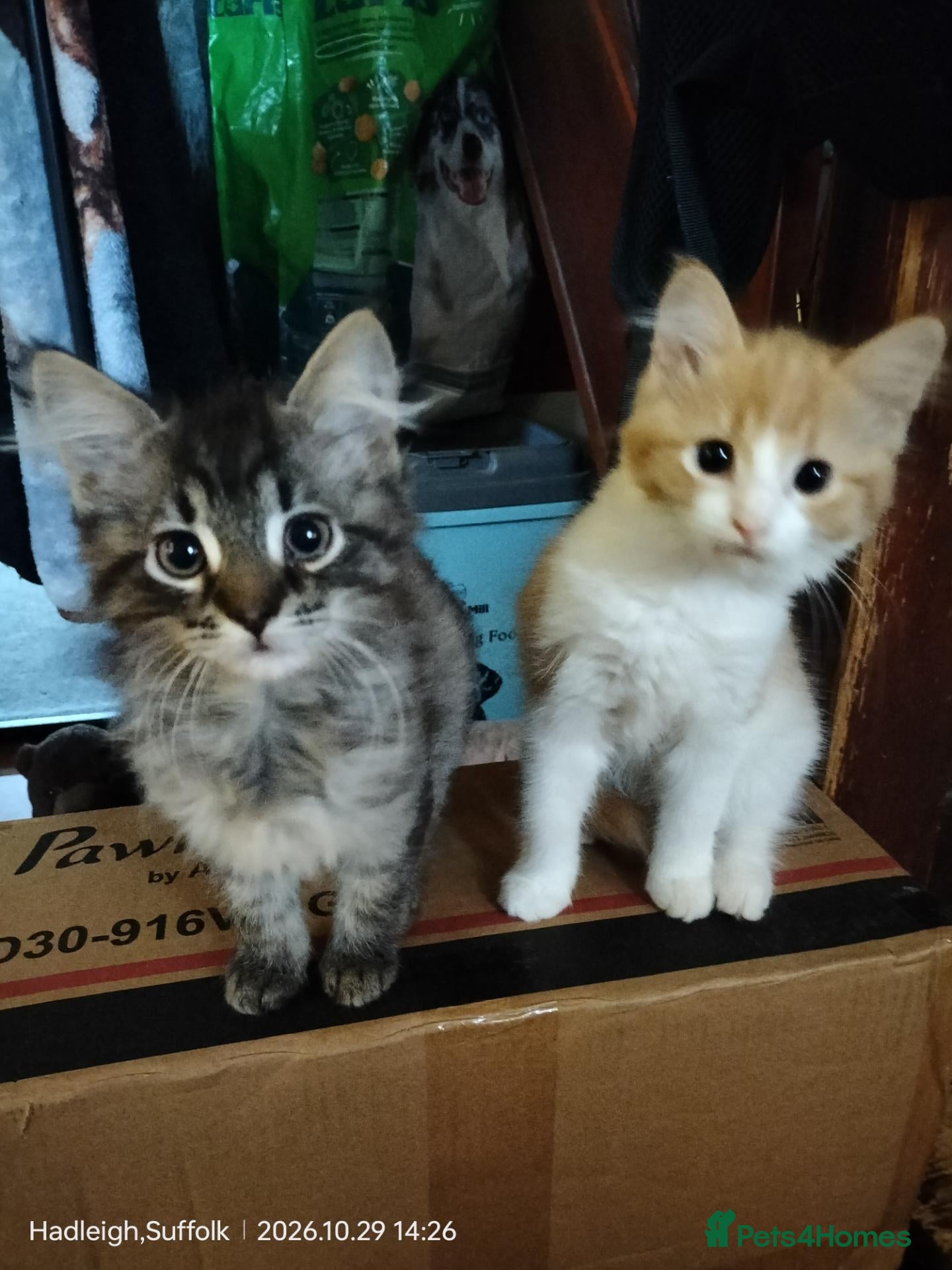 Norwegian Forest Cat cats for sale: OUTGOING FLUFFY DOG & HOOVER PROOF NORWEGIAN X  - Advert 7