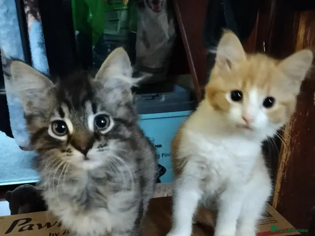 Norwegian Forest Cat cats for sale: OUTGOING FLUFFY DOG & HOOVER PROOF NORWEGIAN X - Advert 16