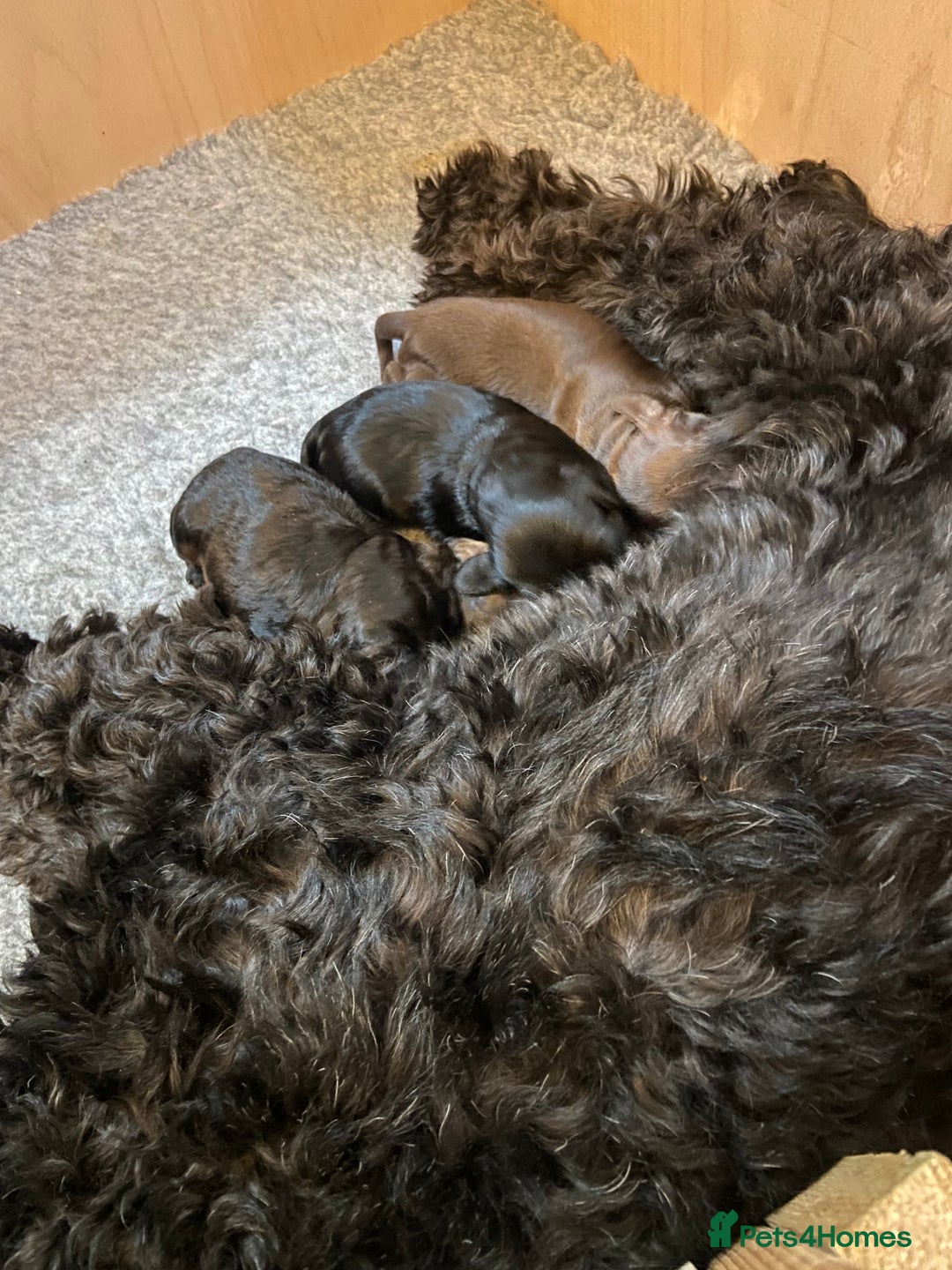 Mixed Breed dogs for sale: Cockapoo X Sproodle - Advert 8