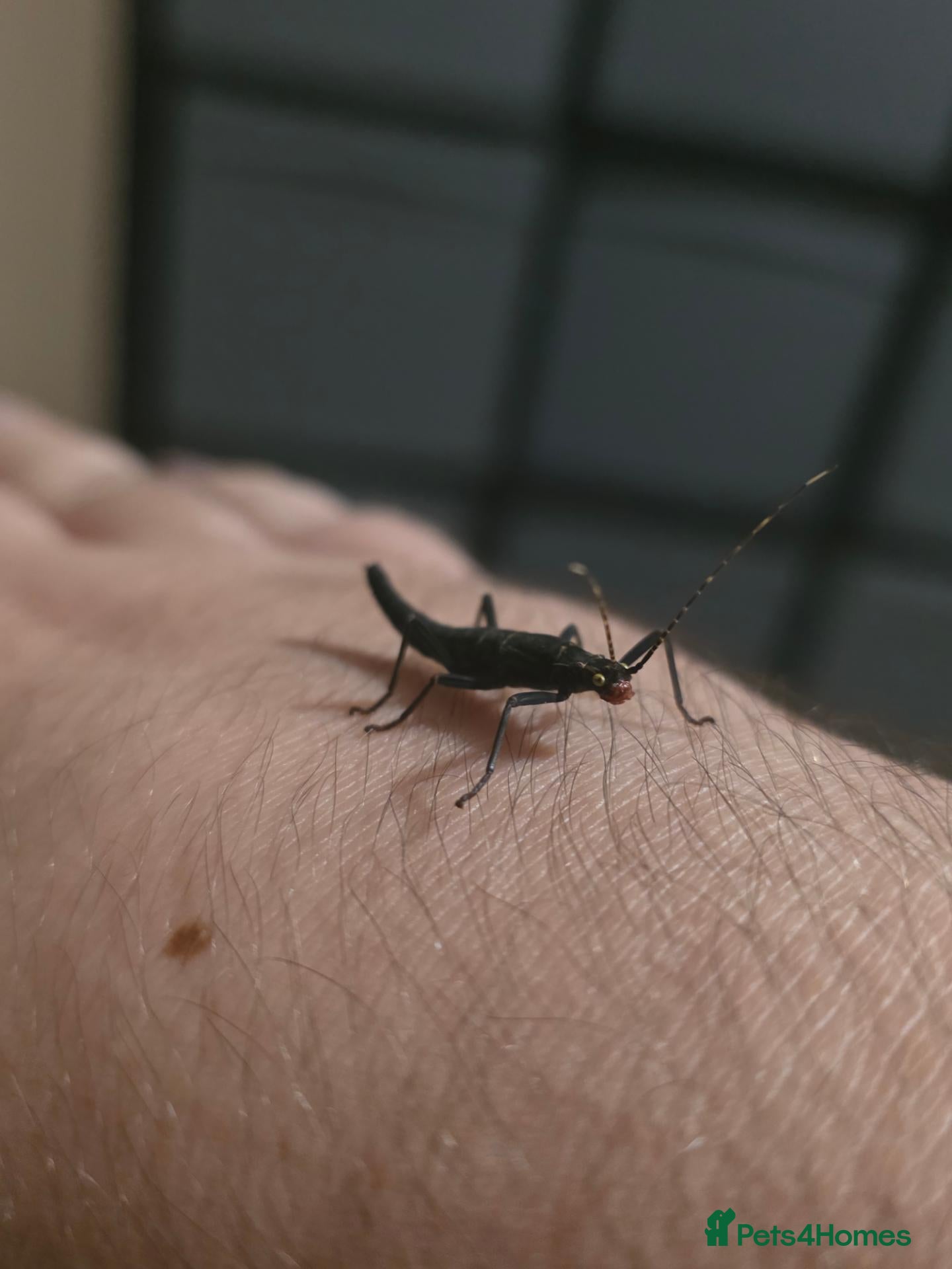 Stick Insects invertebrates for sale: Black beauty nymphs (Peruphasma schultei) L2+ - Advert 3