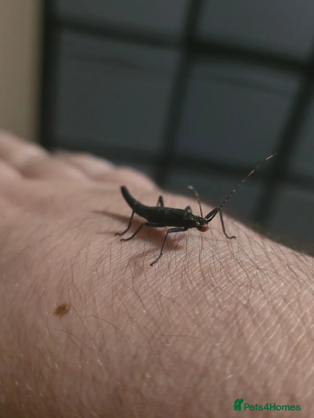 Stick Insects invertebrates for sale: Black beauty nymphs (Peruphasma schultei) L2+ - Advert 1