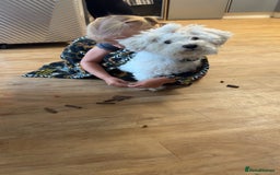 Bichon Frise dogs for sale: Bichon frise 4 year old male stud for sale - Image 19