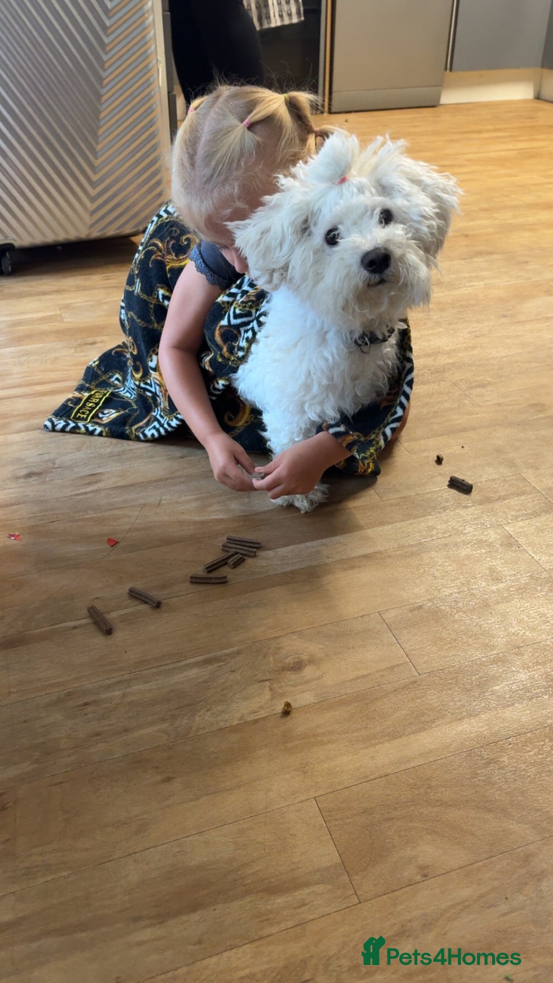 Bichon Frise dogs for sale: Bichon frise 4 year old male stud for sale - Image 19