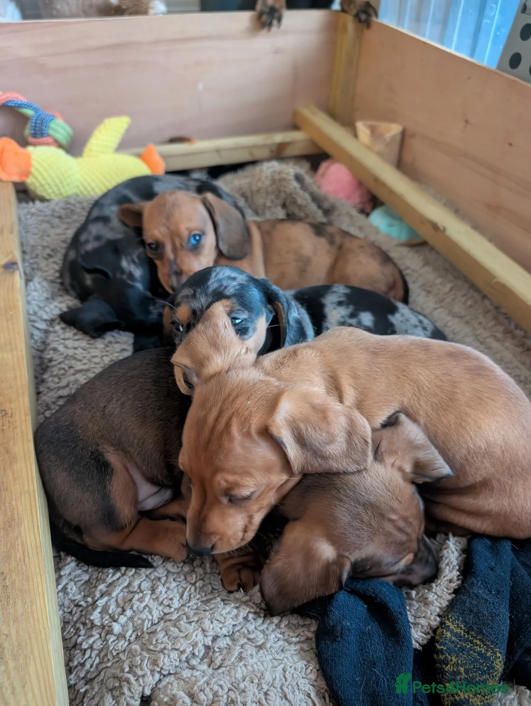 Miniature Dachshund dogs for sale: Beautiful pups  - Advert 27