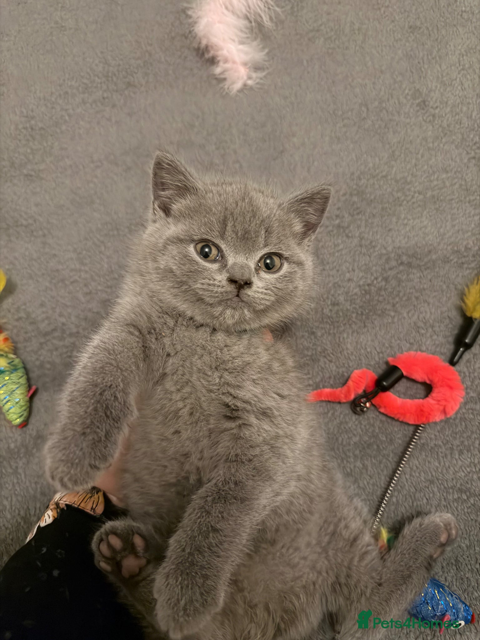 British Shorthair cats 🏆GCCF🏅registered British shorthair kittens - Advert 2