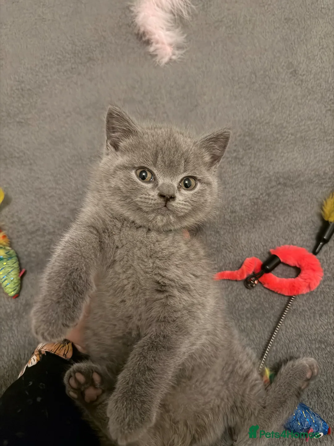 British Shorthair cats for sale: 🏆GCCF🏅registered British shorthair kittens - Advert 2