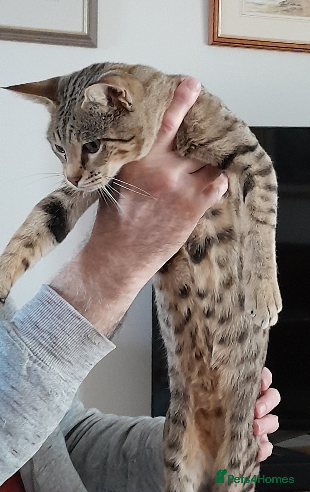 Savannah cats for sale: Beautiful F3 Pedigree Savannah Lady TICA Reg - Image 11