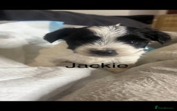 Biewer Terrier dogs for sale: Beautiful Biewer puppies for sale  - Image 6