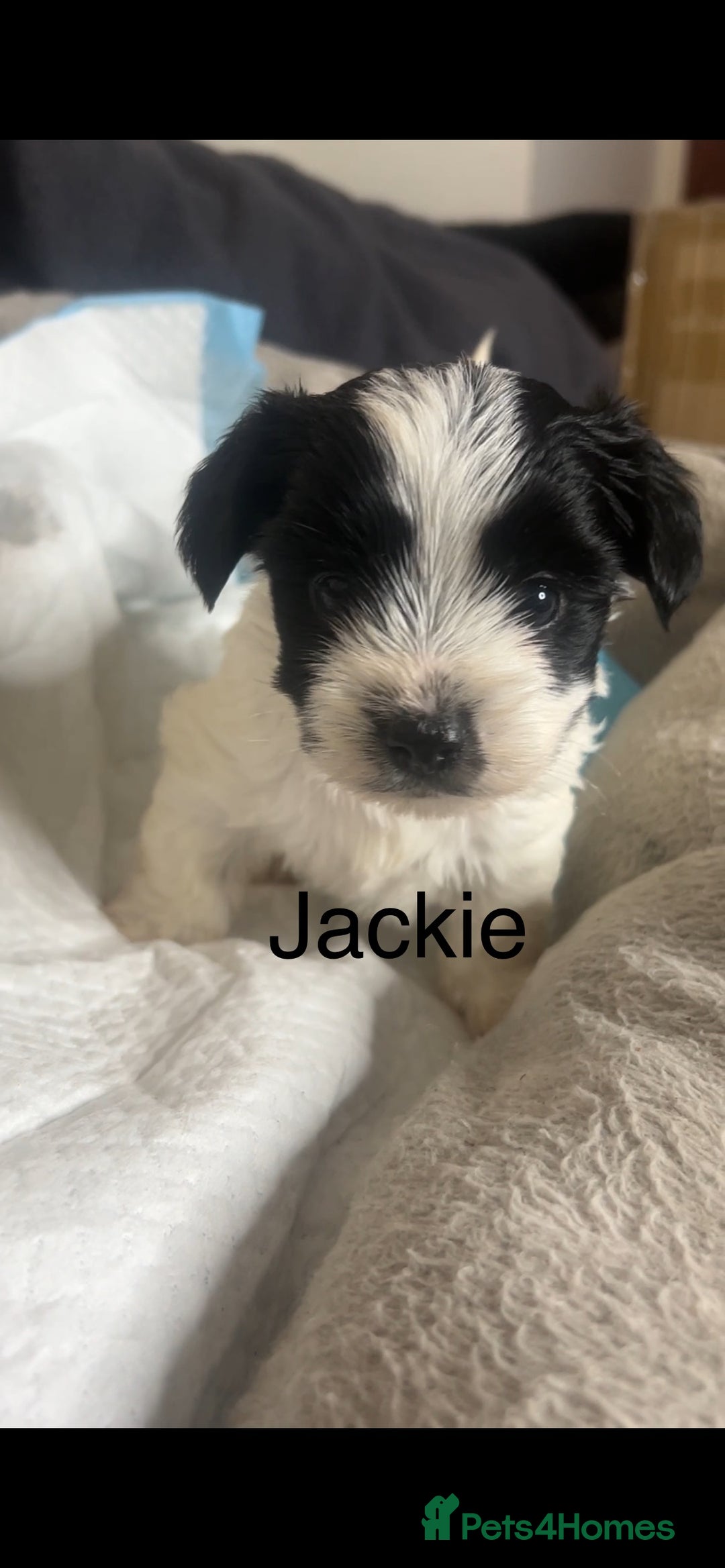 Biewer Terrier dogs for sale: Beautiful Biewer puppies for sale  - Image 6