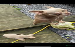 French Bulldog dogs for sale: French Bulldog Girl Singleton Newshade Isabella - Advert 3