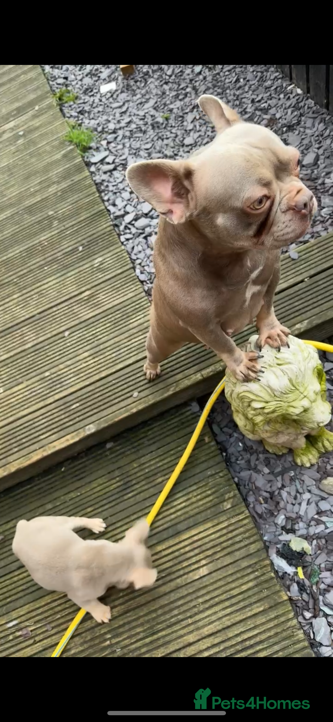 French Bulldog dogs for sale: French Bulldog Girl Singleton Newshade Isabella - Advert 3