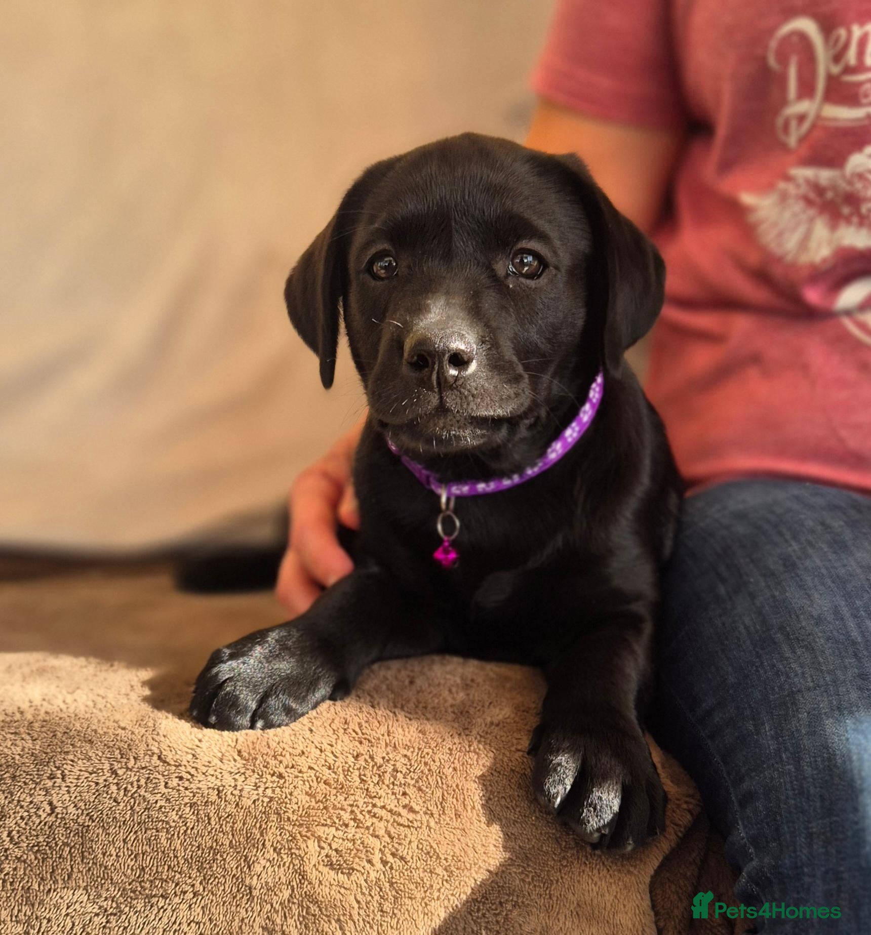 Labrador Retriever dogs Quality Chunky KC reg pups - Health Tested Parents - Advert 1