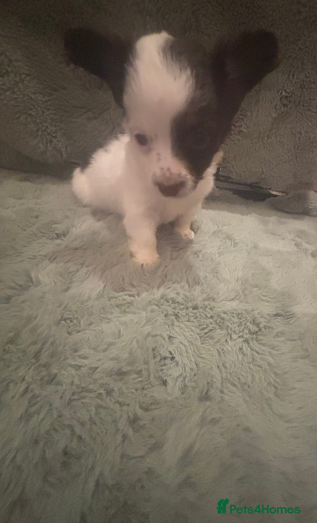 Mixed Breed dogs for sale: Miniature chihuahua X Jack russell puppies  - Image 17
