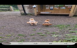 Toy Poodle dogs for stud: For Stud £175 in Leeds - Image 6