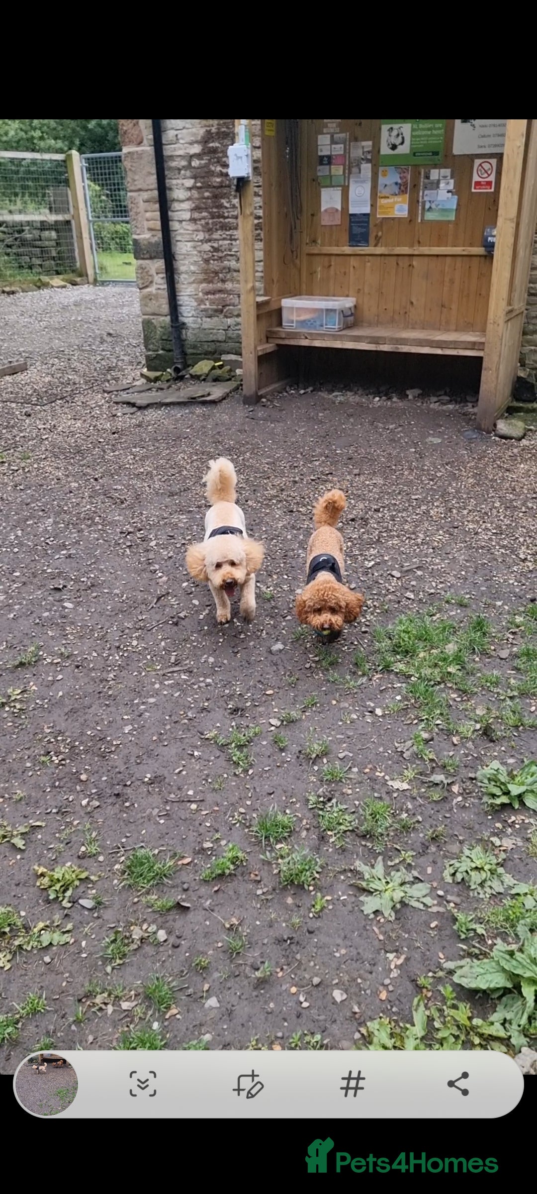 Toy Poodle dogs for stud: For Stud £175 in Leeds - Image 6