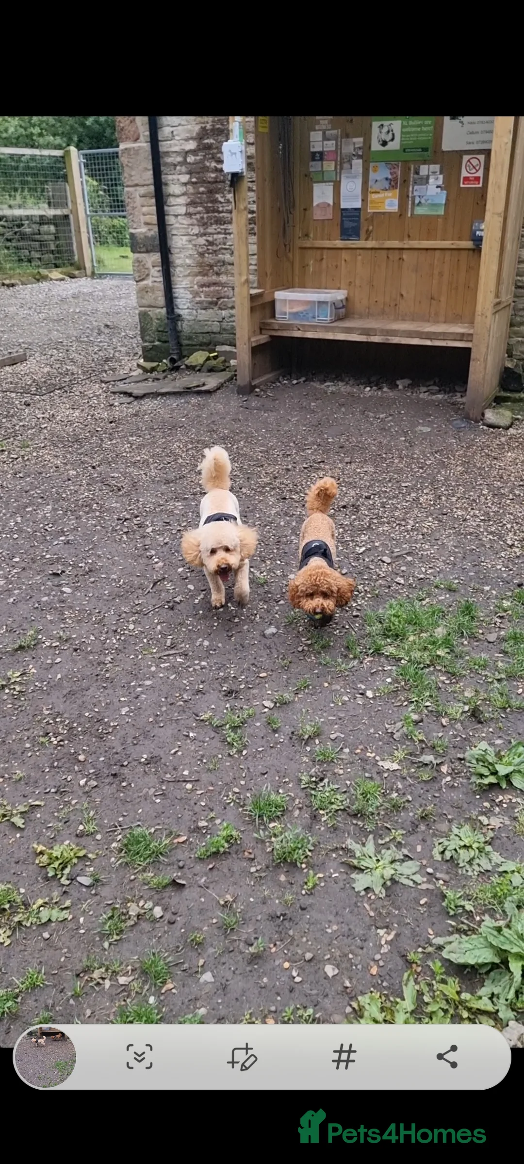 Toy Poodle dogs for stud: For Stud £175 in Leeds - Advert 6