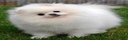 Pomeranian dogs for stud: Russian pure white stud in Manchester - Advert 1