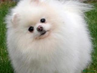 Pomeranian dogs Russian pure white stud in Manchester - Advert 23