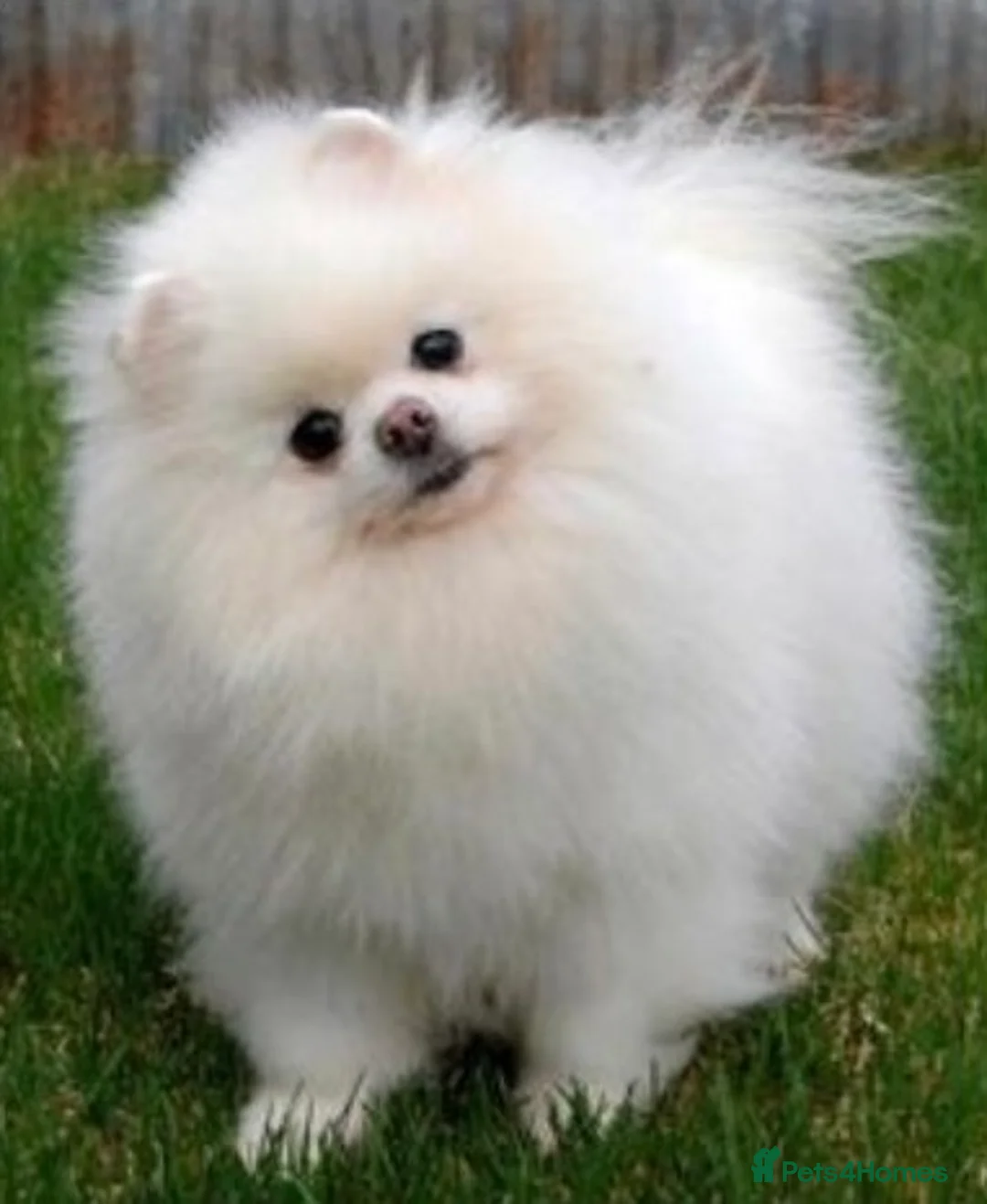 Pomeranian dogs for stud: Russian pure white stud in Manchester - Advert 1