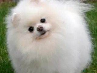 Pomeranian dogs Russian pure white stud in Manchester - Advert 1