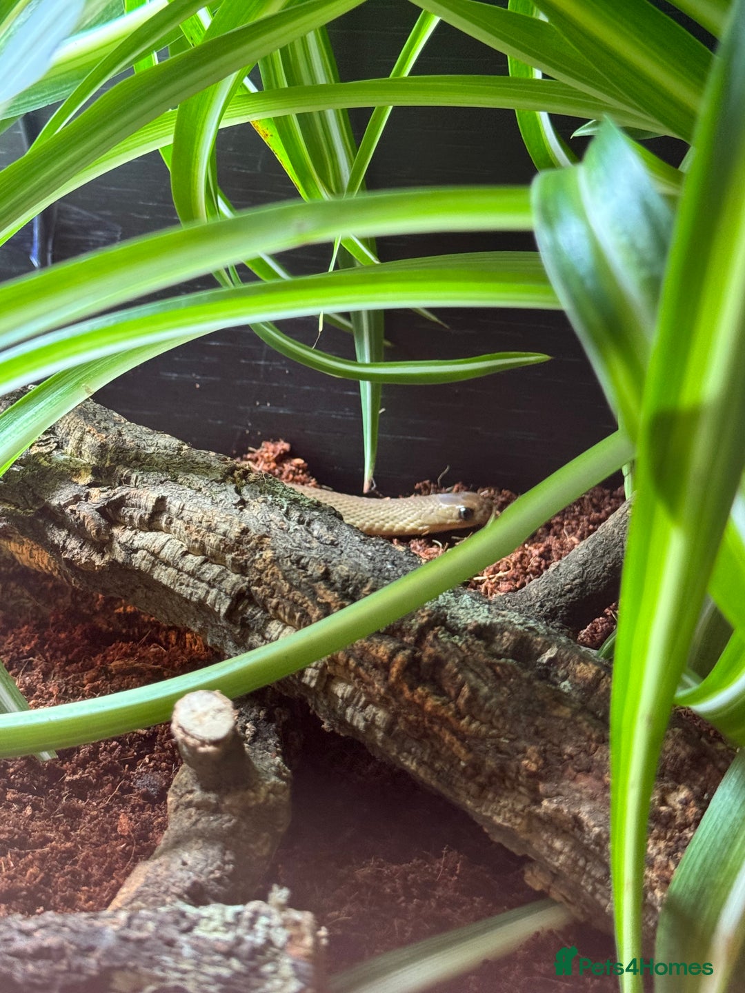 Snake reptiles for sale: African Egg-eating Snake & Whole Set-Up - Advert 7