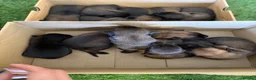 Belgian Shepherd Dog dogs for sale: DARK KC REG BELGIAN MALINOIS PUPPIES - Advert 15