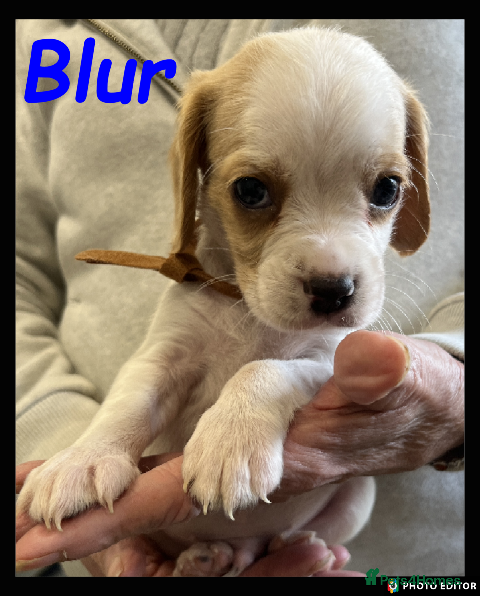 Beaglier dogs Beautiful Beagliers ❤️❤️ - Advert 2