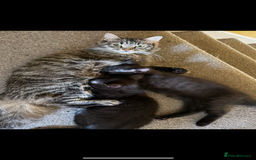 Domestic Shorthair cats for sale: Brother and sister forever home - Image 7
