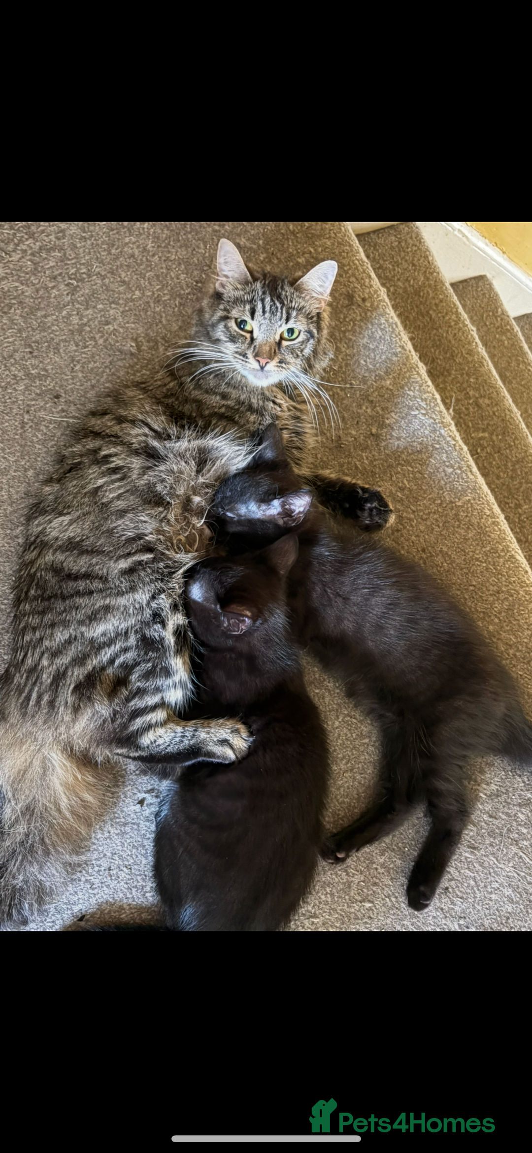 Domestic Shorthair cats for sale: Brother and sister forever home - Image 7
