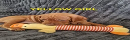 Hungarian Vizsla dogs for sale: READY TO LEAVE ,. 4 Beautiful girls left. - Advert 24