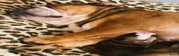 English Bulldog dogs for sale: English Bulldog Pups Standard Traditional Colour - Advert 14