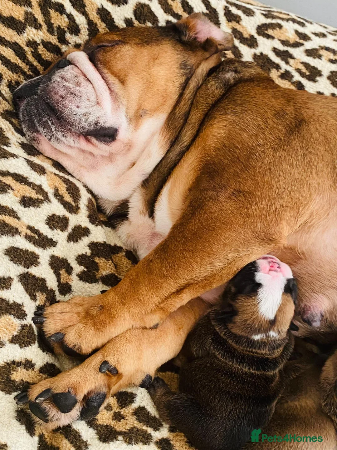 English Bulldog dogs for sale: English Bulldog Pups Standard Traditional Colour - Advert 14