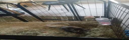 Mixed Breed rabbits for sale: Bunny rabbit in Taunton - Advert 3